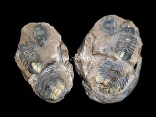 trilobit, diacalymene