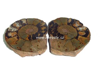 amonit, discoclymenia sp.