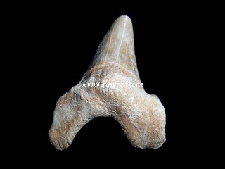 zub, otodus obliquus