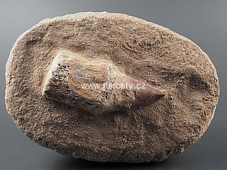 zub, mosasaurus anceps