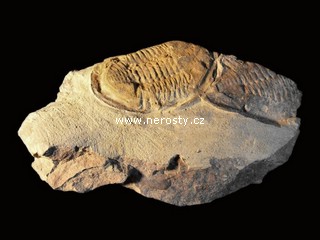trilobit, asaphus