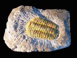 trilobit, více neurčeno