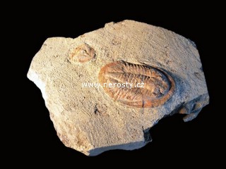 trilobit, asaphus