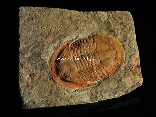 trilobit, asaphus sp.