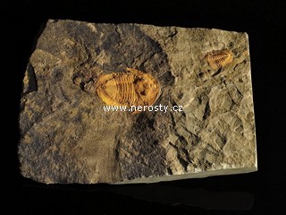 trilobit, asaphus sp.