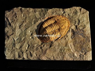 trilobit, asaphus sp.