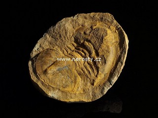 trilobit, asaphus sp.
