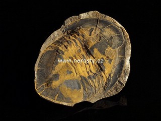 trilobit, asaphus sp.