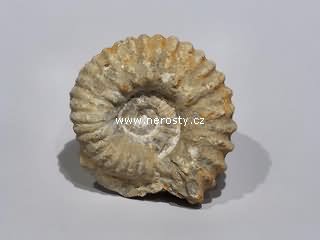 amonit, mantelliceras sp.