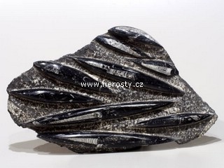 ortoceras, deska