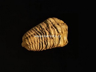 trilobit, flexicalymene
