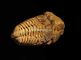 trilobit, flexicalymene