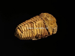 trilobit, flexicalymene