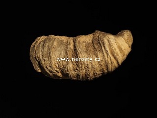 korál, heliophyllum sp.