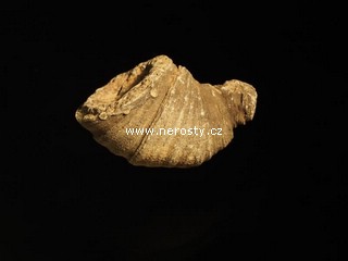 korál, heliophyllum sp.