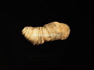 korál, heliophyllum sp.