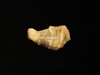 korál, heliophyllum sp.