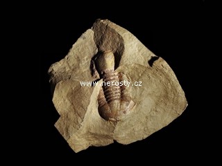 trilobit, symphysurus rouvillei