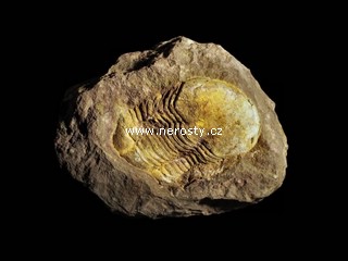 trilobit, illaenus sp.