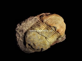 trilobit, illaenus sp.