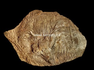 lilijce, scyphocrinus