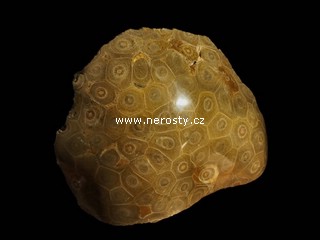 korál, hexagonaria sp.