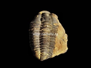 trilobit, diacalymene