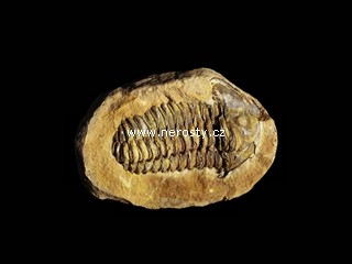 trilobit, diacalymene