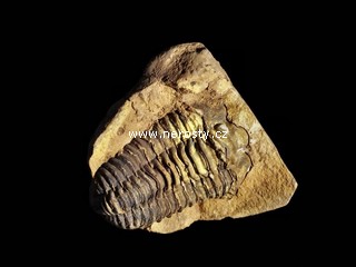 trilobit, diacalymene
