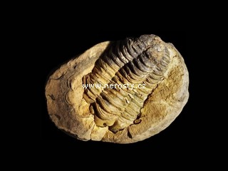 trilobit, diacalymene