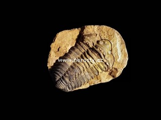 trilobit, diacalymene