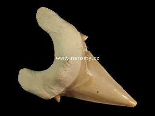 zub, otodus obliquus