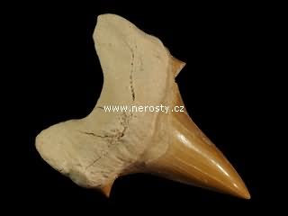 zub, otodus obliquus