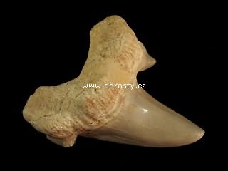 zub, otodus obliquus