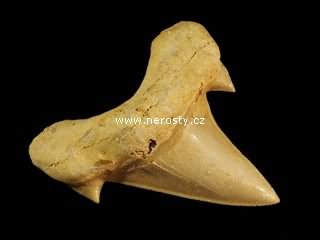 zub, otodus obliquus