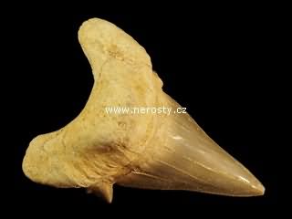 zub, otodus obliquus