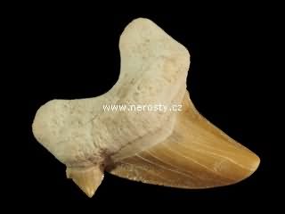 zub, otodus obliquus