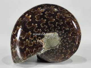 amonit, phylloceras sp.
