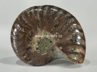 amonit, phylloceras sp.