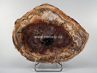 zkamenělé dřevo, araukárie