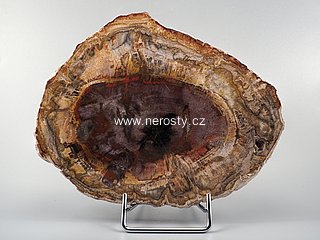 zkamenělé dřevo, araukárie