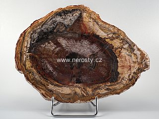 zkamenělé dřevo, araukárie