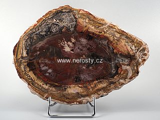 zkamenělé dřevo, araukárie