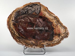 zkamenělé dřevo, araukárie