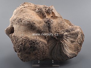 loděnka, nautilus sp.