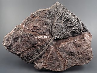 lilijce, scyphocrinus