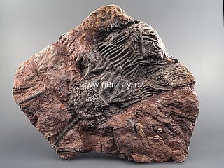 lilijce, scyphocrinus