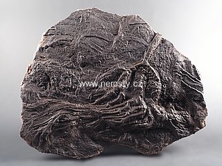 lilijce, scyphocrinus