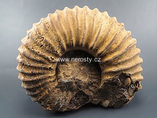 amonit, perisphinctes sp.