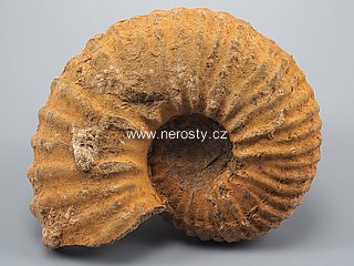 amonit, perisphinctes sp.